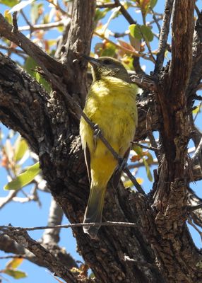 SCOTT'S ORIOLE (female)