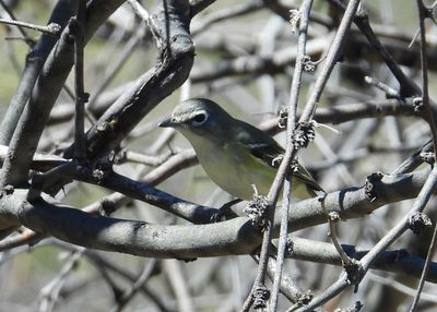CASSIN'S VIREO