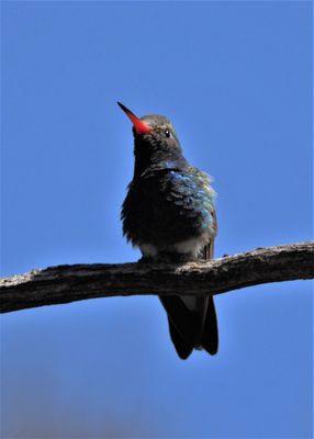 BROAD-BILLED HUMMINGBIRD