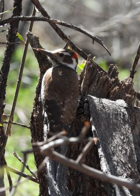ARIZONA WOODPECKER
