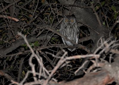 WESTERN SCREECH-OWL