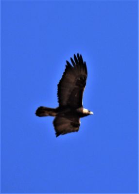 GOLDEN EAGLE