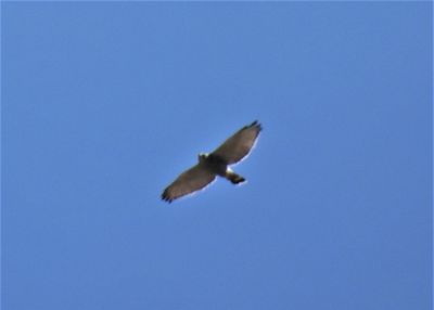 GRAY HAWK