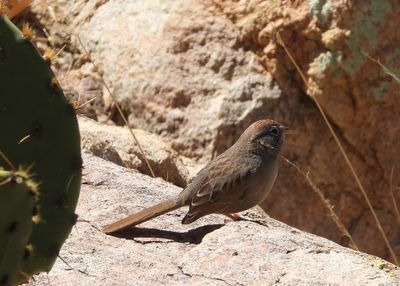 RUFOUS-CROWNED SPARROW