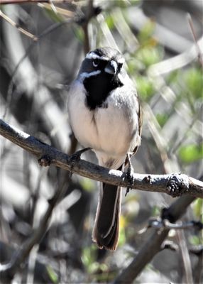 BLACK-THROATED SPARROW