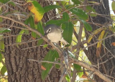 PLUMBEOUS VIREO