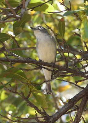 PLUMBEOUS VIREO