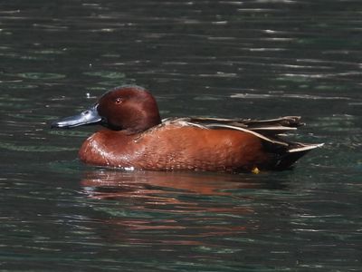 CINNAMON TEAL