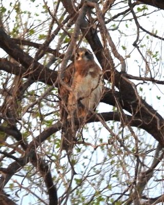 SWAINSON'S HAWK