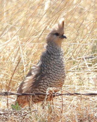 SCALED QUAIL
