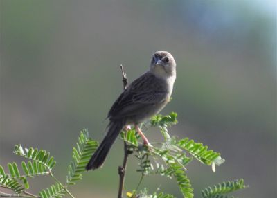 BOTTERI'S SPARROW