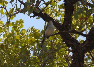 BLACK-CAPPED GNATCATCHER