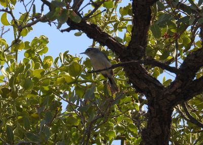 BLACK-CAPPED GNATCATCHER
