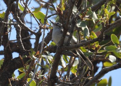 BLACK-CAPPED GNATCATCHER