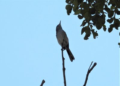 BLACK-CAPPED GNATCATCHER