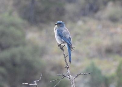 MEXICAN JAY