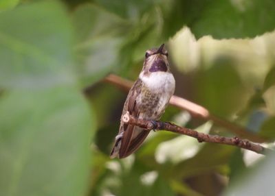 COSTA'S HUMMINGBIRD (immature male)