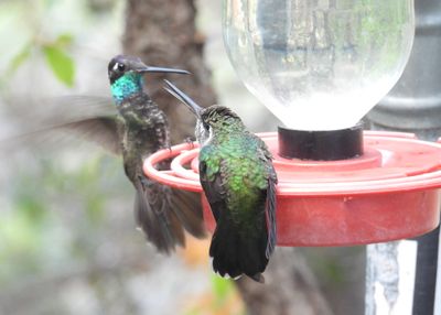 RIVOLI'S HUMMINGBIRD (male with juv)