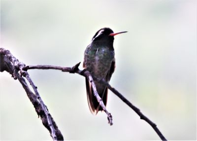 WHITE-EARED HUMMINGBIRD