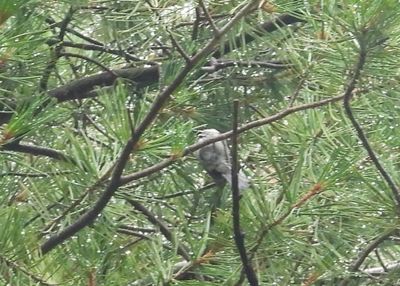 MEXICAN CHICKADEE