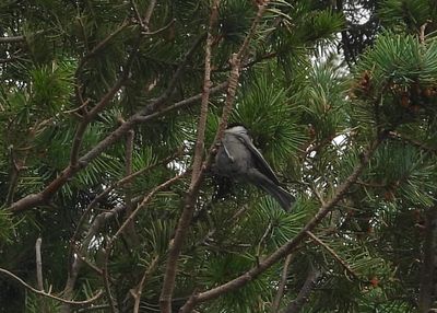 MEXICAN CHICKADEE