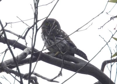 NORTHERN PYGMY-OWL (Mountain)
