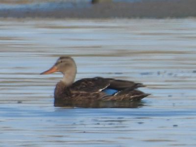 MEXICAN DUCK