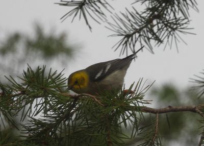 HERMIT WARBLER (female)