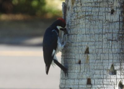 ACORN WOODPECKER