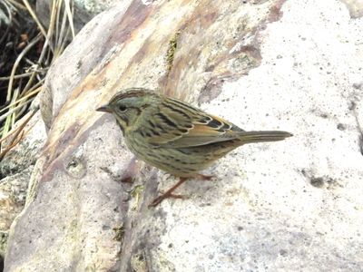 LINCOLN'S SPARROW