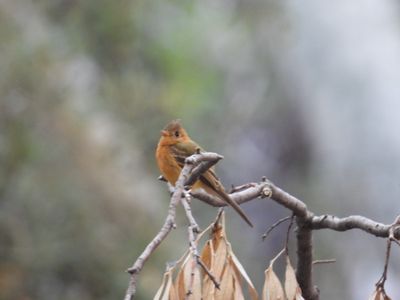 TUFTED FLYCATCHER