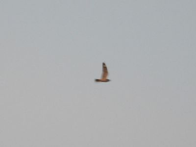 LESSER NIGHTHAWK