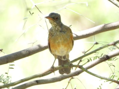 RUFOUS-BACKED ROBIN