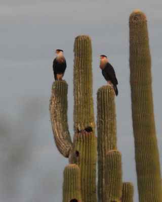CRESTED CARACARA