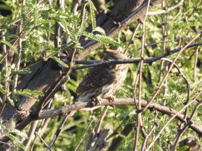 FERRUGINOUS PYGMY-OWL
