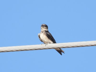 PURPLE MARTIN (imm)