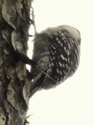 RED-COCKADED WOODPECKER