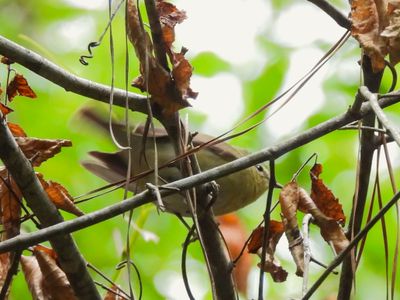 PHILADELPHIA VIREO
