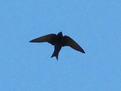 PURPLE MARTIN (male)