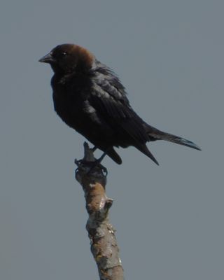 BROWN-HEADED COWBIRD