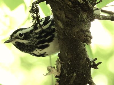 BLACK-AND-WHITE WARBLER
