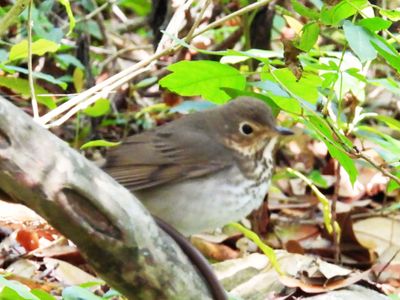 SWAINSON'S THRUSH