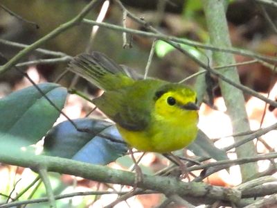 HOODED WARBLER (female)