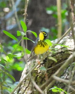 CANADA WARBLER