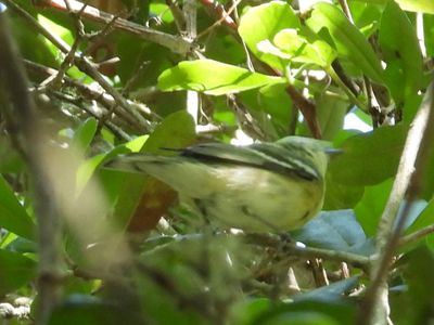 CERULEAN WARBLER (female)