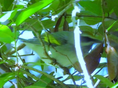 GOLDEN-WINGED WARBLER (female)