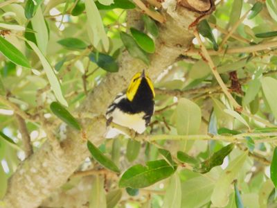 BLACK-THROATED GREEN WARBLER