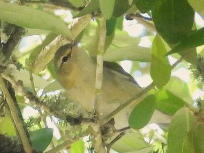 TENNESSEE WARBLER (female)