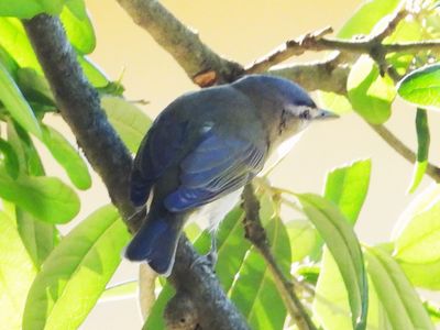 RED-EYED VIREO