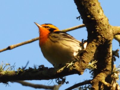 BLACKBURNIAN WARBLER